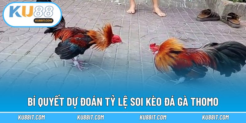 Bí quyết dự đoán tỷ lệ soi kèo đá gà Thomo