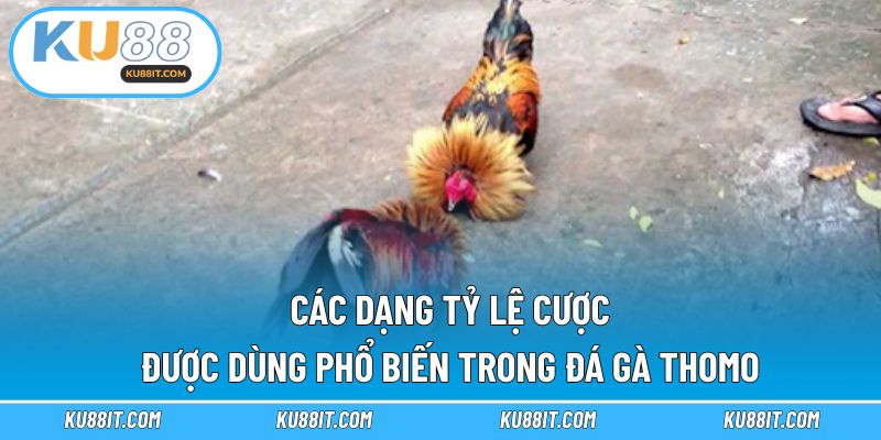 Các dạng tỷ lệ cược được dùng phổ biến trong đá gà Thomo