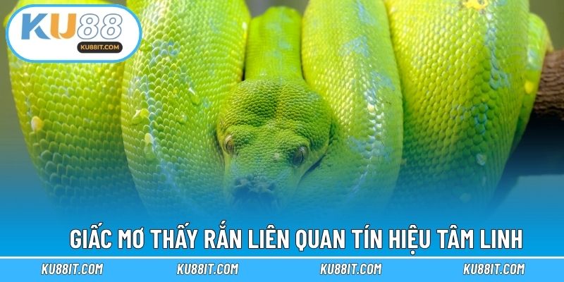 Giấc mơ thấy rắn liên quan tín hiệu tâm linh