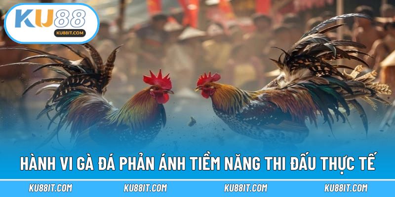 Hành vi gà đá phản ánh tiềm năng thi đấu thực tế