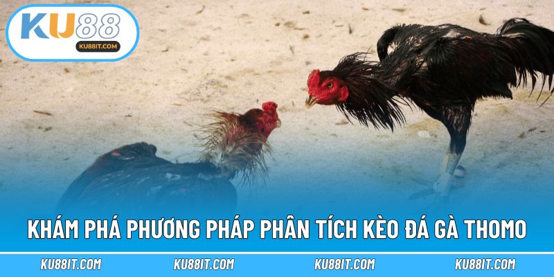 Khám phá phương pháp phân tích kèo đá gà Thomo