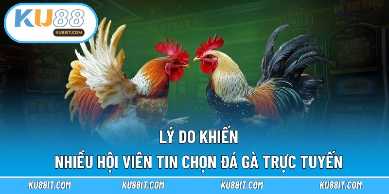 Lý do khiến nhiều hội viên tin chọn đá gà trực tuyến